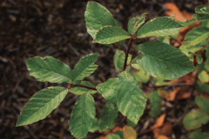 A medium, upright tree with waxy leaves, planted in mulch, in front of a row of trees and a parking lot
