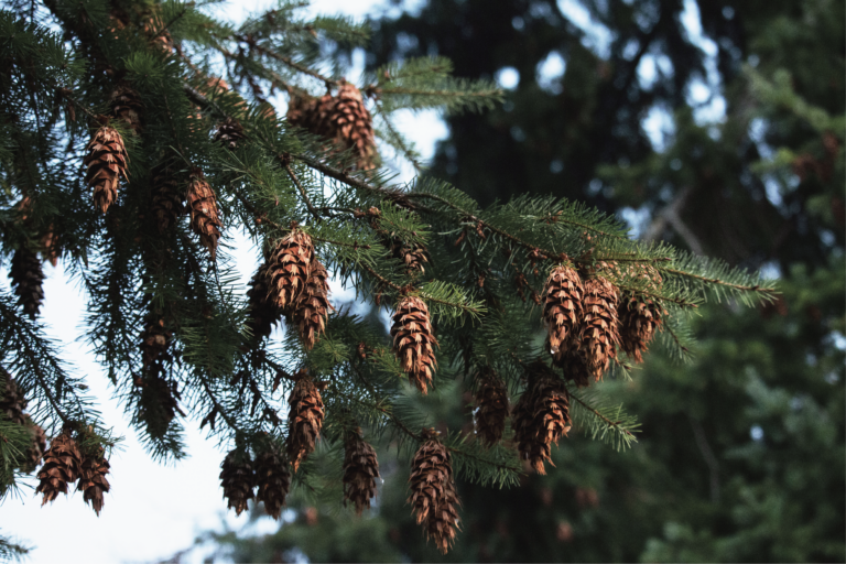 Douglas Fir