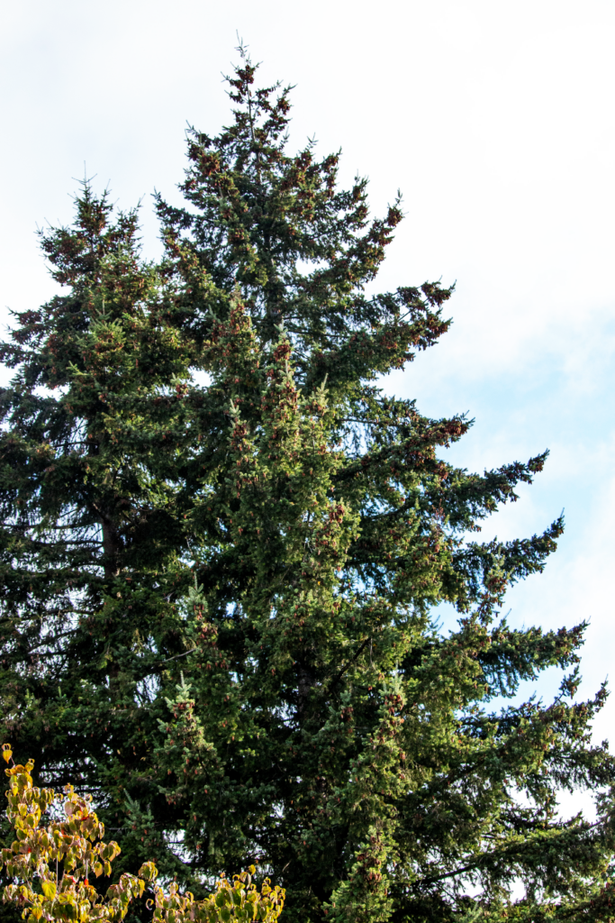 Douglas Fir