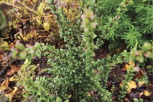 A dense evergreen shrub with small glossy green leaves and dark reddish-brown stems, planted in a bed of dark mulch