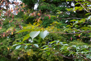 Small crown with long with pointy, serrated leaves. Pink to white flowers in early spring.