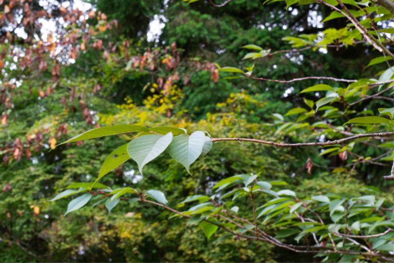 Flowering Cherry