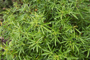 Sprays of slender bright green leaves on a dark background
