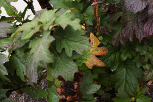 Green deeply lobed and bronze tinted leaves on a background of foliage