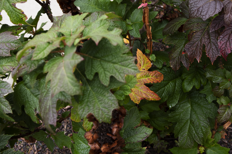 Oak Leaf