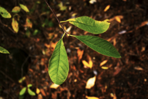 A small, bright green leafy shrub with edible berries, planted in mulch, with a large array of trees in the background
