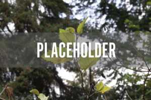 placeholder. Scenic tree background