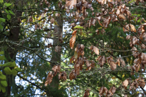 A deciduous tree with oval leaves against a forest background