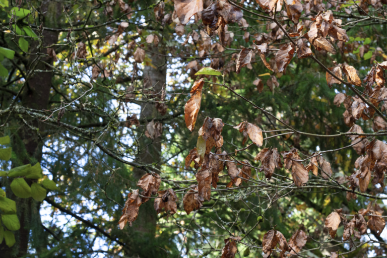 Pacific Dogwood