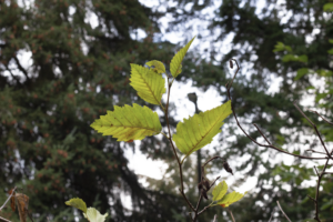 Red Alder