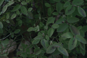 A green deciduous thicket with small oval leaves and slender angular branches in a dense cluster on a dark background