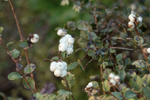 A slender, twiggy shrub with waxy white berries and small yellowish leaves