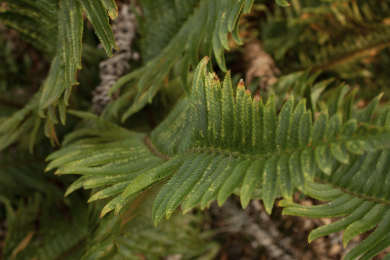 Sword Fern