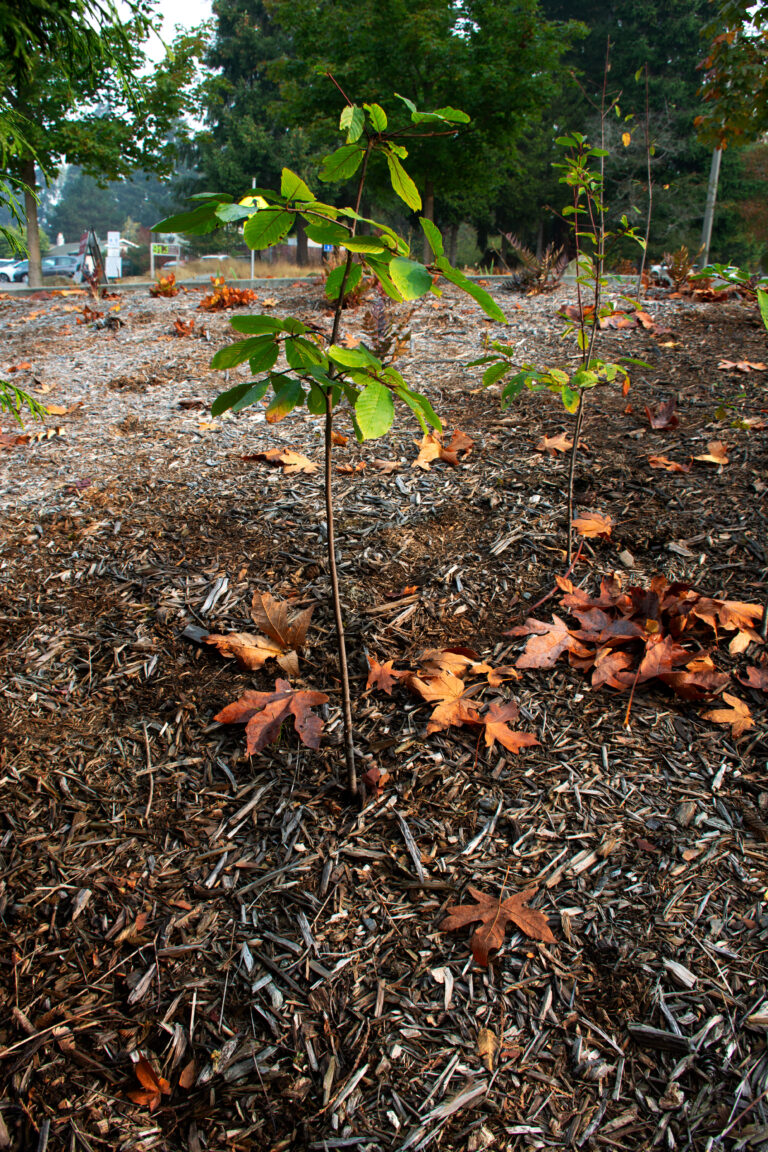 Cascara – ťaťaťəbəć :: Sustainability