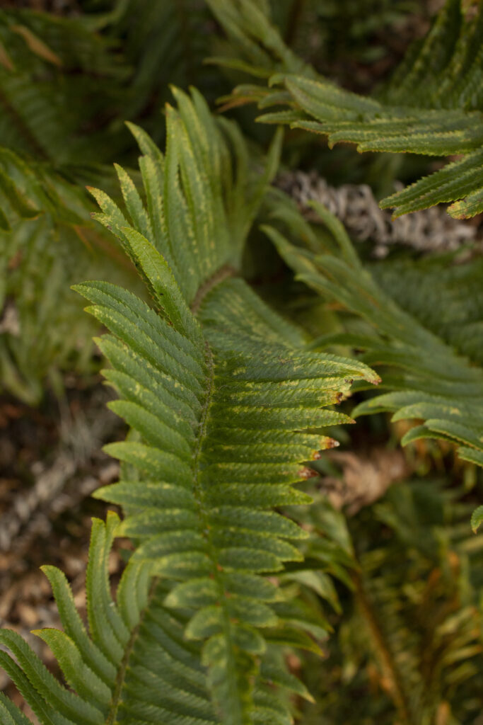 Sword Fern