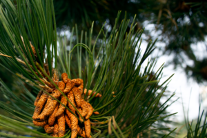 Long green needles on a tree branch with a cluster of brown pine cones.