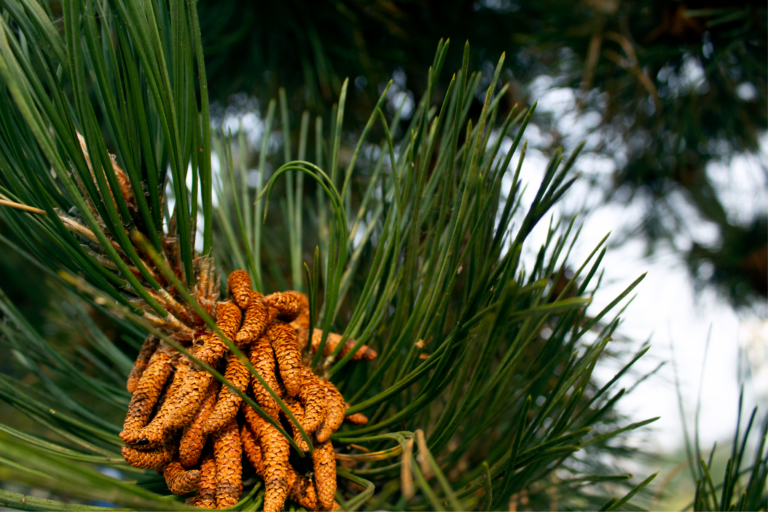 Austrian Black Pine