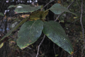 A tree branch with dark thick leaves.