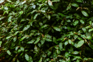 A low, compact bush with glossy, evergreen leaves forms a dense mound.
