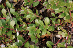 A low slung, dense carpet of foliage with bright scarlet berries