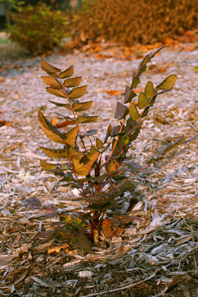 low oregon grape