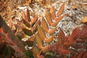 A low slung, leathery green shrub with waxy blue berries, planted in a bed of light colored mulch