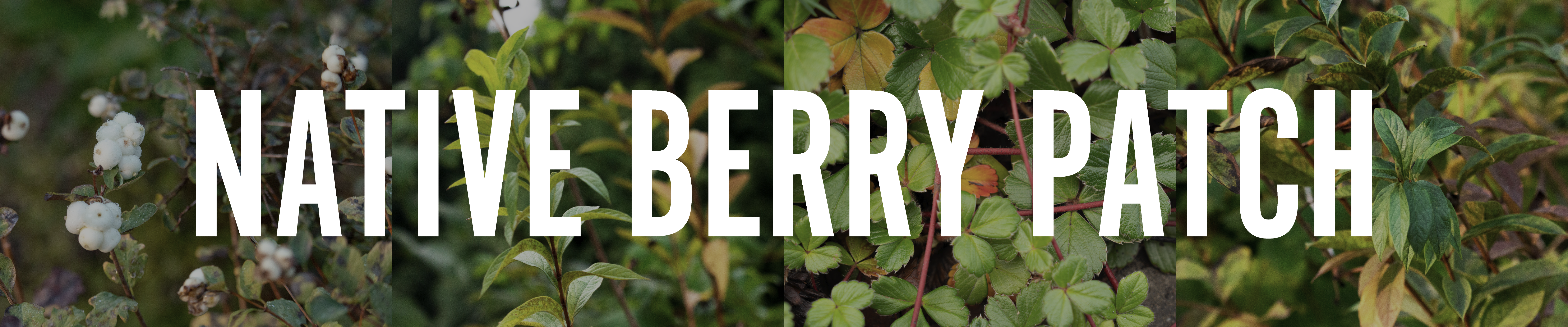 NATIVE BERRY PATCH BANNER