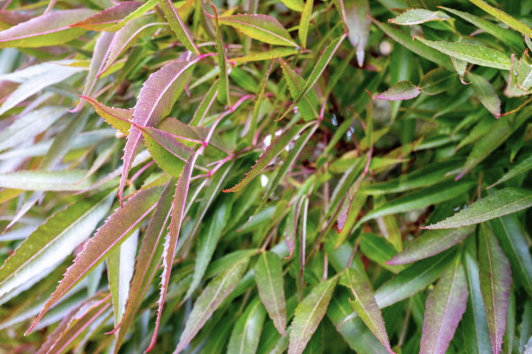 narrow leaf ash