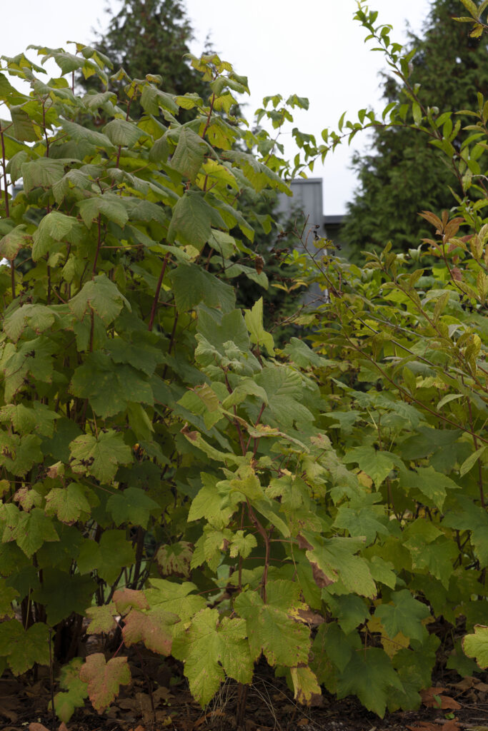 Thimbleberry