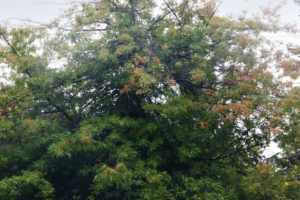 Rounding crown with small green leaves.