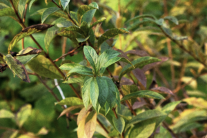 A bushy shrub with reddish stems and greenish leaves