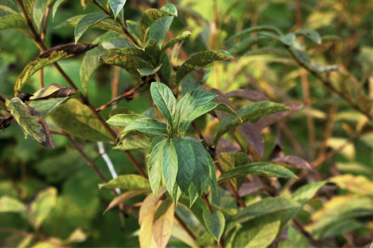 red osier dogwood