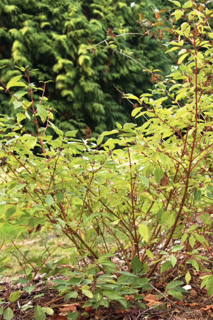 red osier dogwood