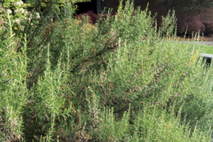 Evergreen bush with aromatic needles cascading over the edge of the flower bed.