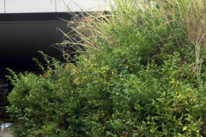 A dense, bushy shrub with glossy, dark green oval leaves, featuring a small moss-covered rock at its base in front of a modern building.