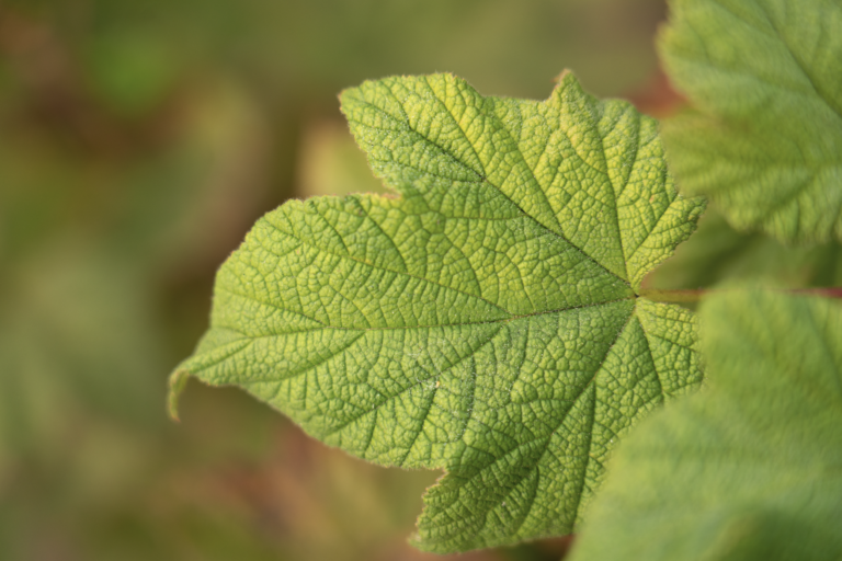 Thimble Berry