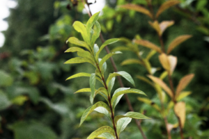 A branch with yellowish-green leaves on a background of foliage