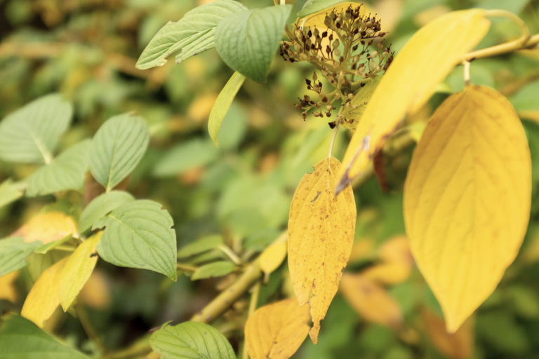 Veragated dogwood Elegantissima'