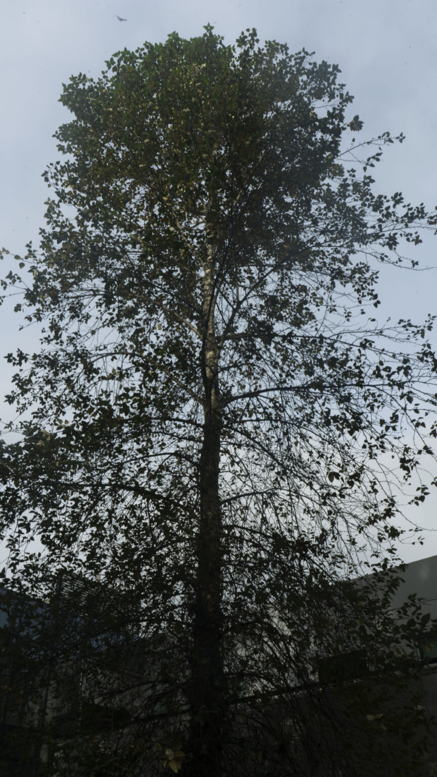 Black Cottonwood Sustainability