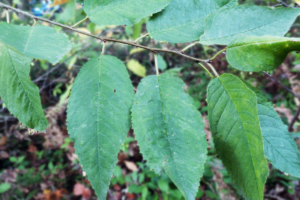A branch with green oval leaves that have a pointed tip.