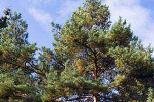 A towering, evergreen tree with a rounded crown of tufted, needle-like foliage, featuring thick, reddish-brown bark.