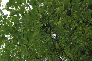 Dense bright green leaves on branches.