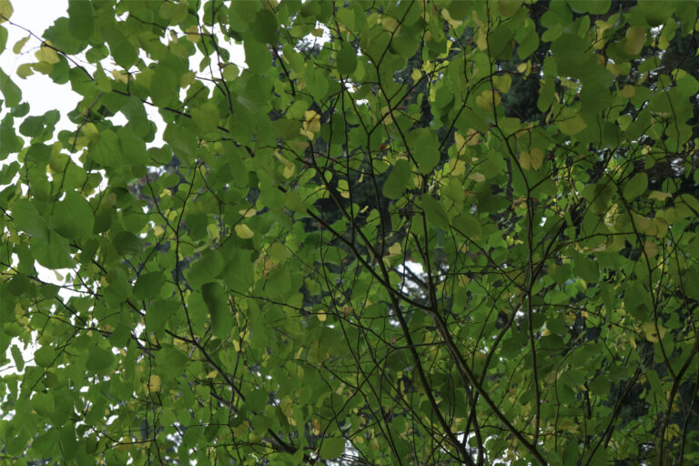 Eastern Redbud