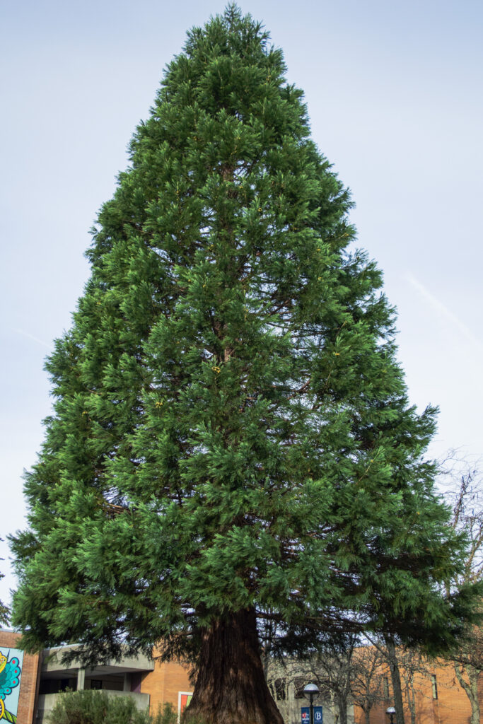 giant sequoia