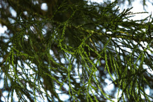 Tall, cone shaped crown with dark green dense needles