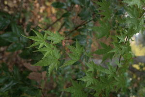 A branch with bright green palmate leaves.