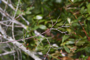vine maple