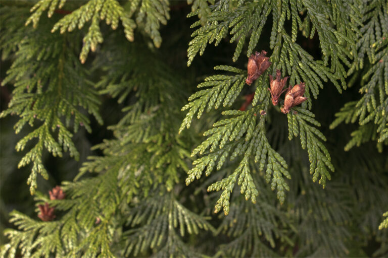 Western Red Cedar