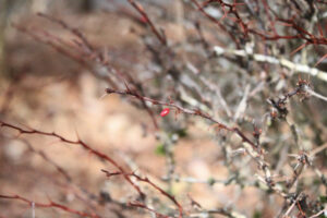 Gray and red branches reach across the image with a few remaining red leaves.