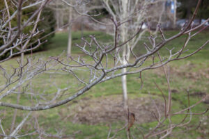 A leafless, upright spreading canopy with numerous branches, planted in a mulch bed